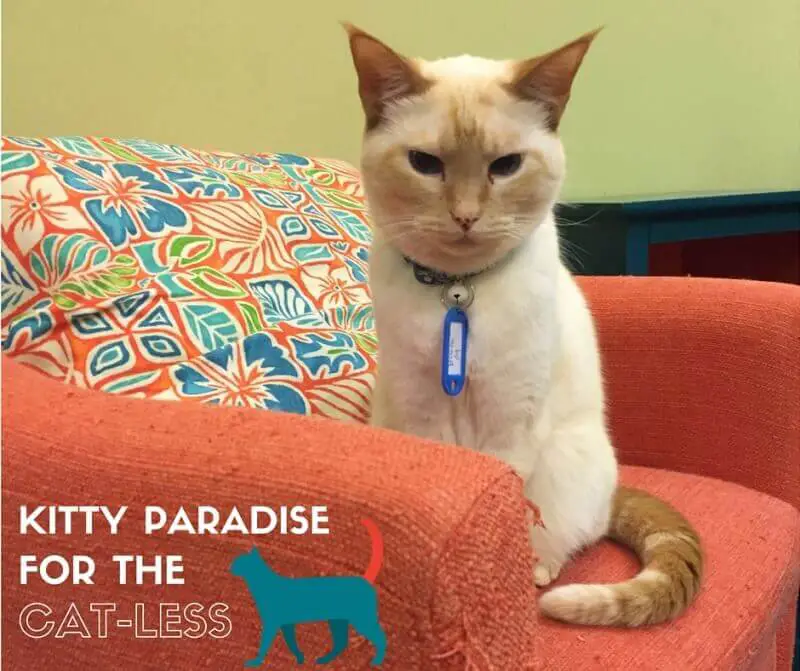 This (Almost) Cat Cafe is a Kitty Paradise for the Cat-Less